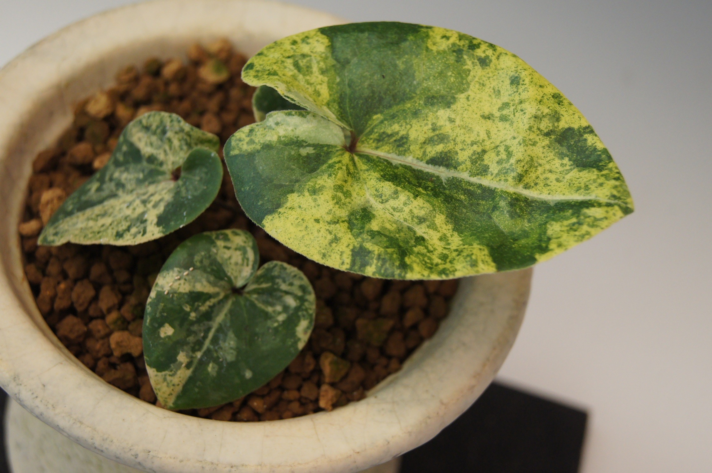 新カンアオイ名花選 092 望 南九州植物園