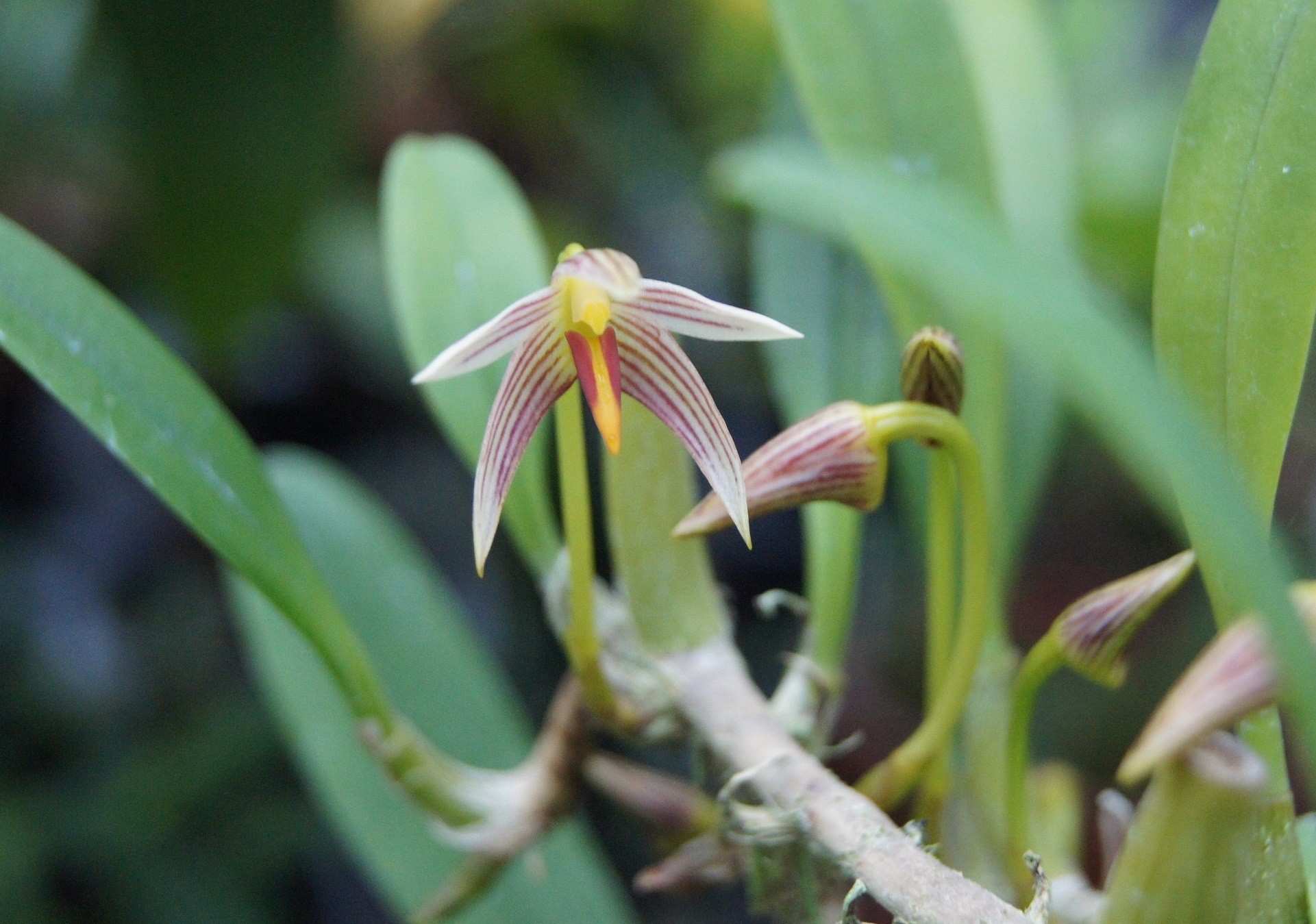 クスクスラン : 南九州植物園