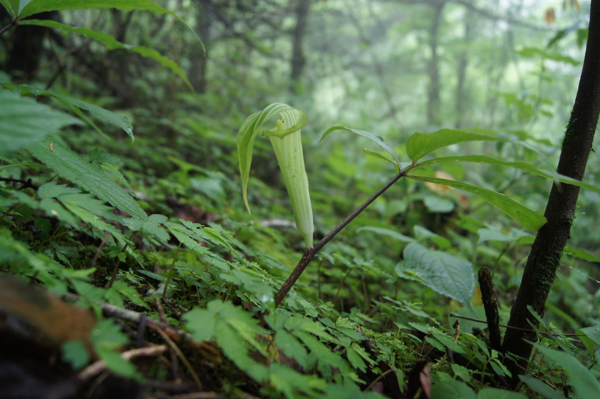 自生地NOW036 ヒュウガヒロハテンナンショウ : 南九州植物園