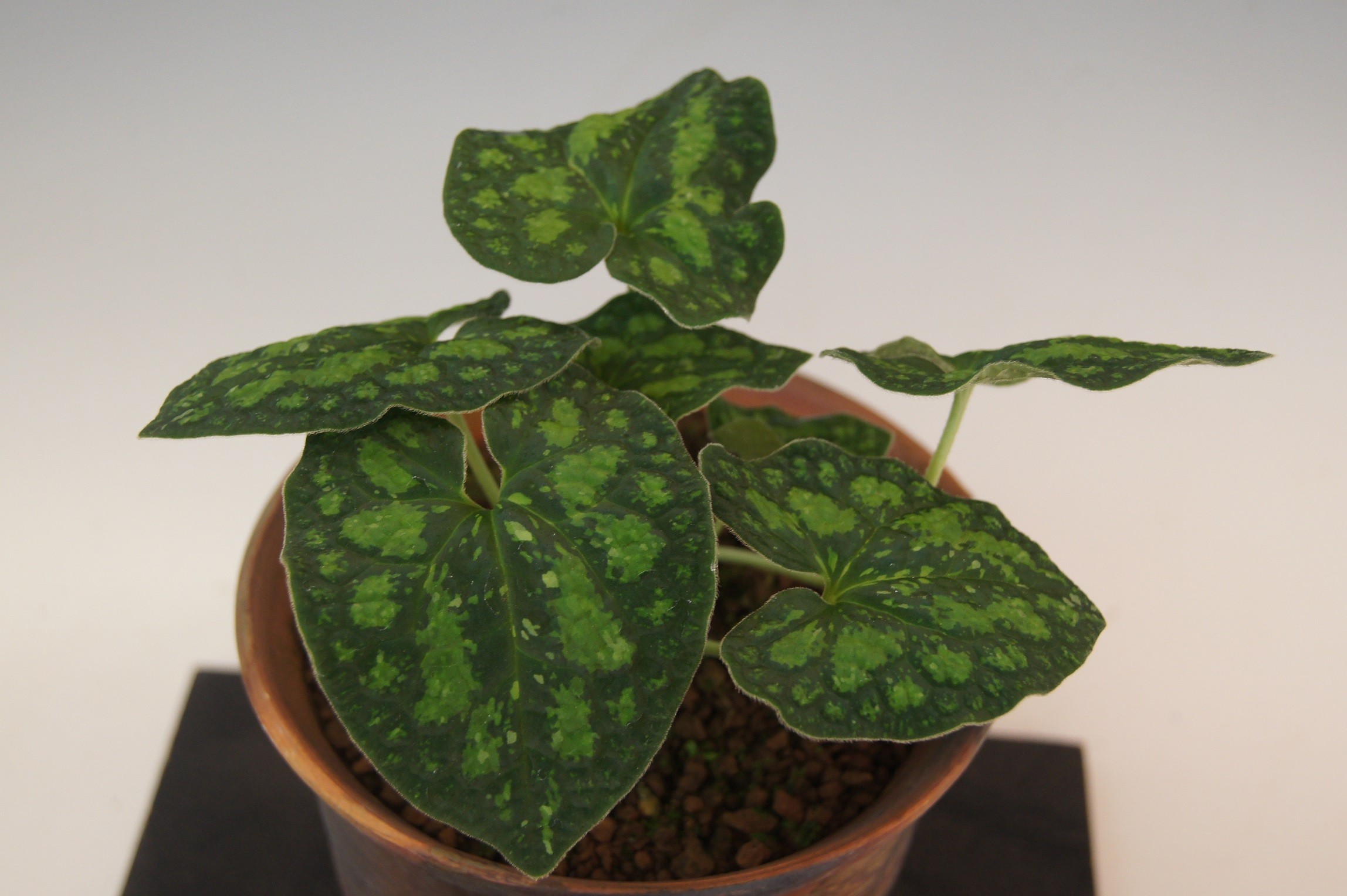 新カンアオイ名花選 097『緑雲』 : 南九州植物園