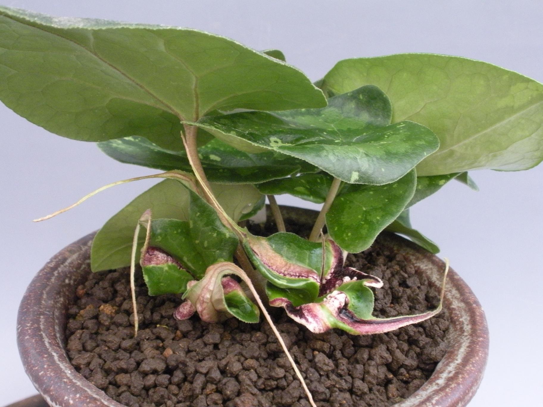 山野草・シダオナガカンアオイ 山野草 オナガカンアオイ 雷童 変化花