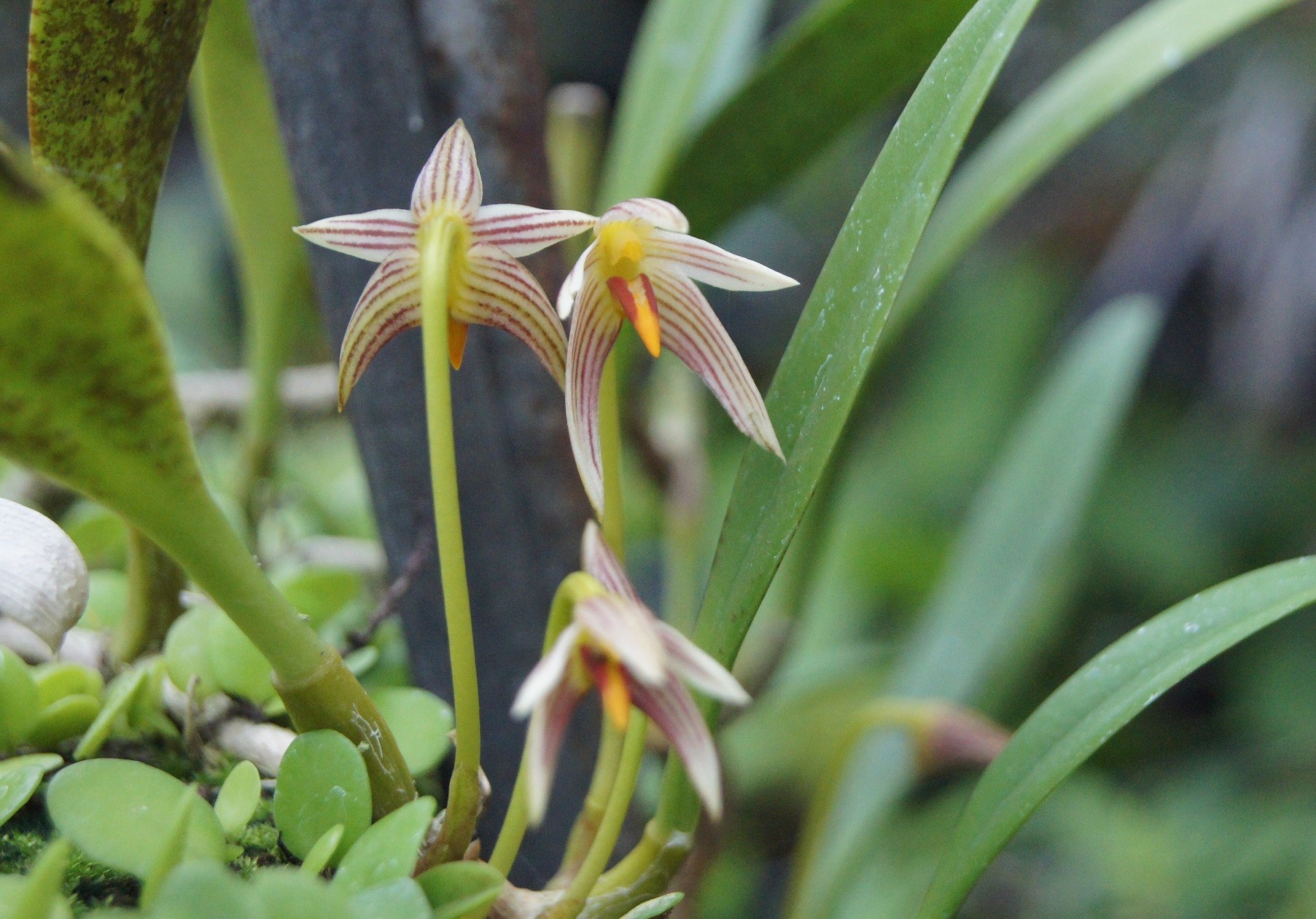 クスクスラン : 南九州植物園