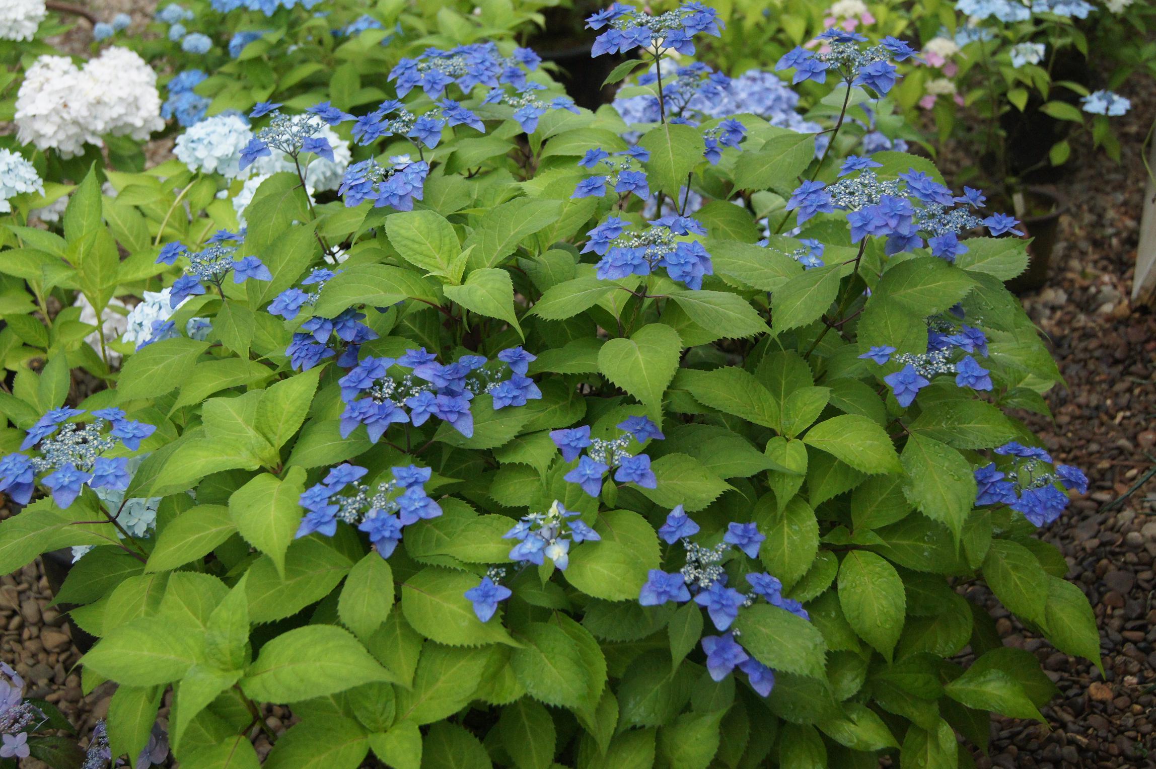 南九now 018 ヤマアジサイ展準備ｏｋ 南九州植物園