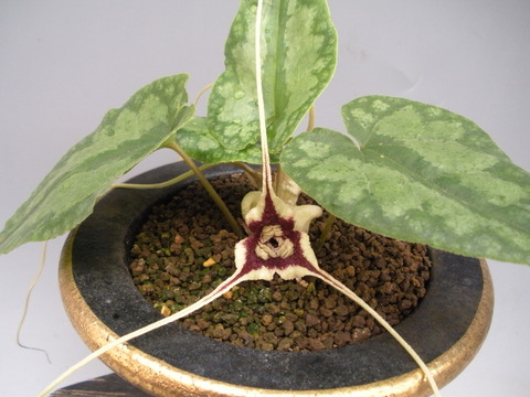 akajisi