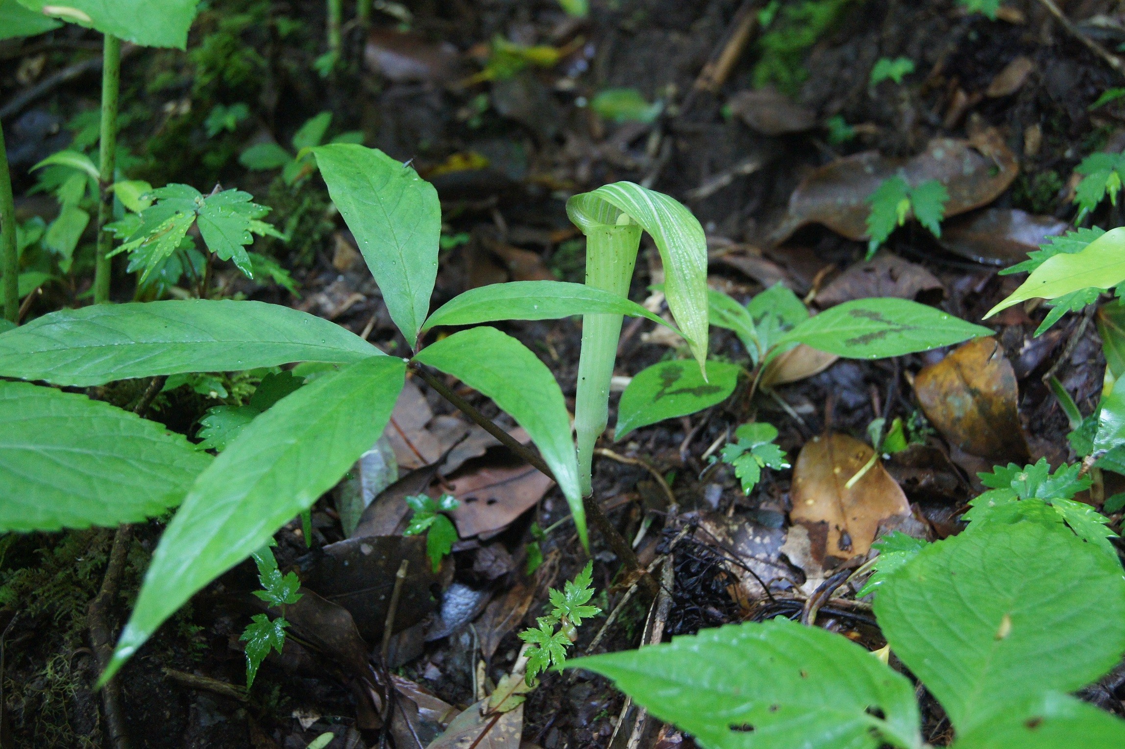 自生地NOW036 ヒュウガヒロハテンナンショウ : 南九州植物園