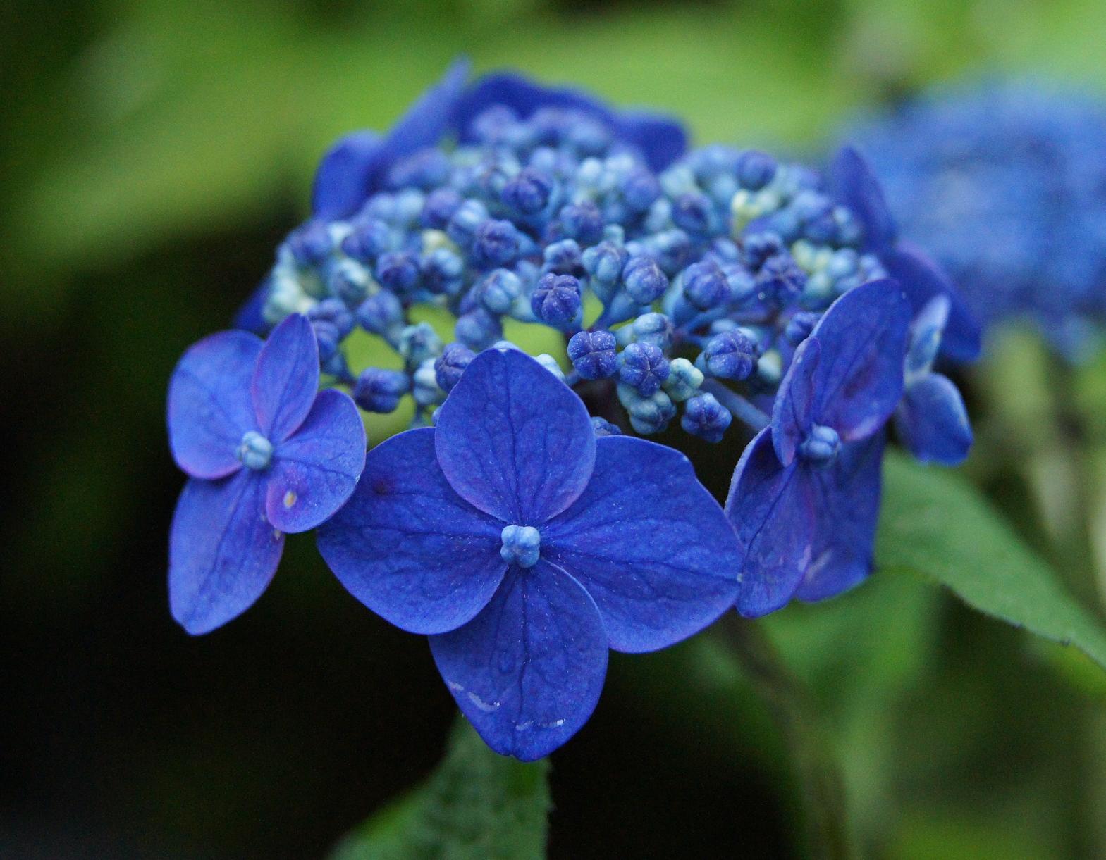 アジサイ名花選 No 027 南九州植物園
