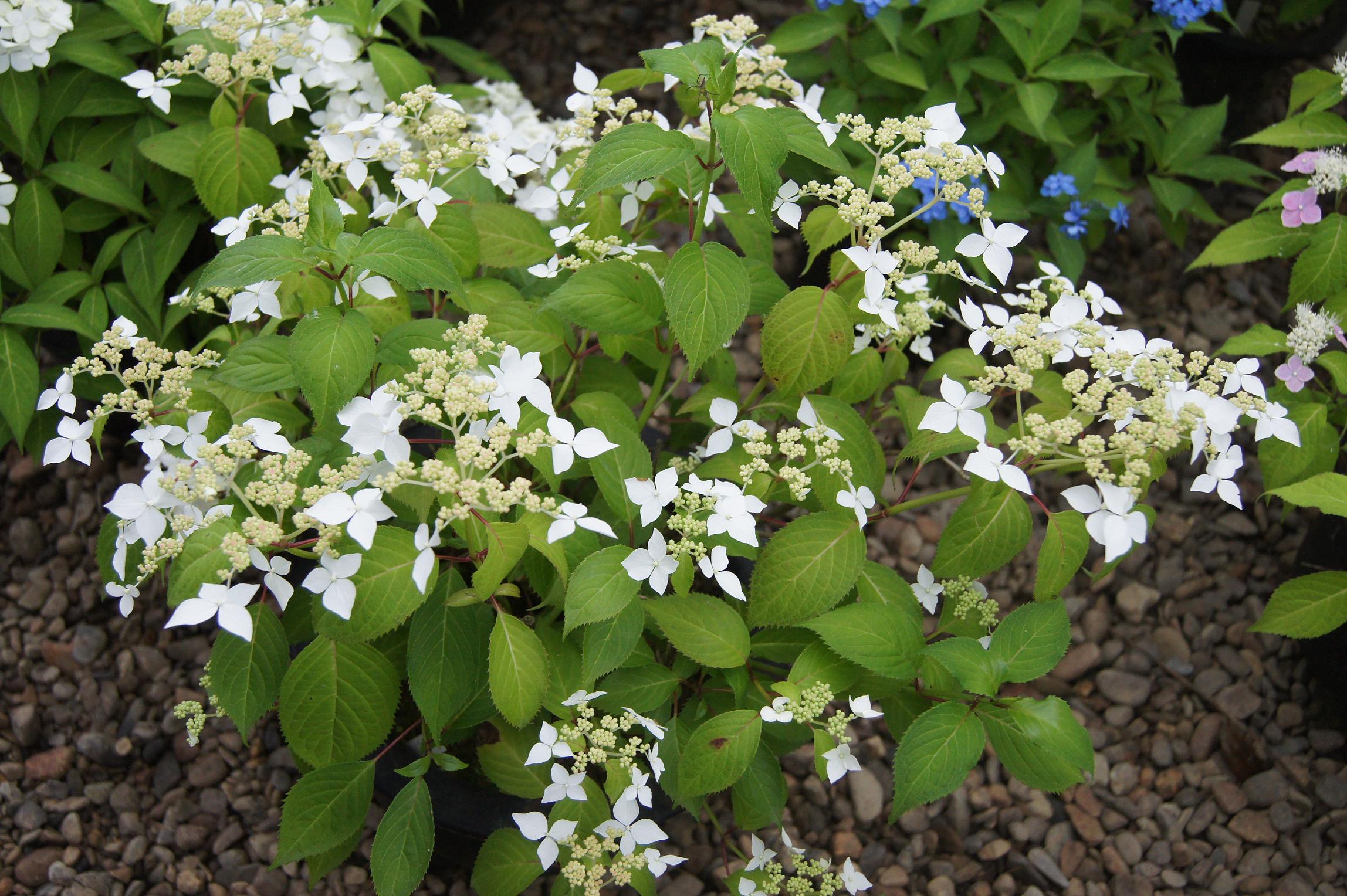 南九now 018 ヤマアジサイ展準備ｏｋ 南九州植物園