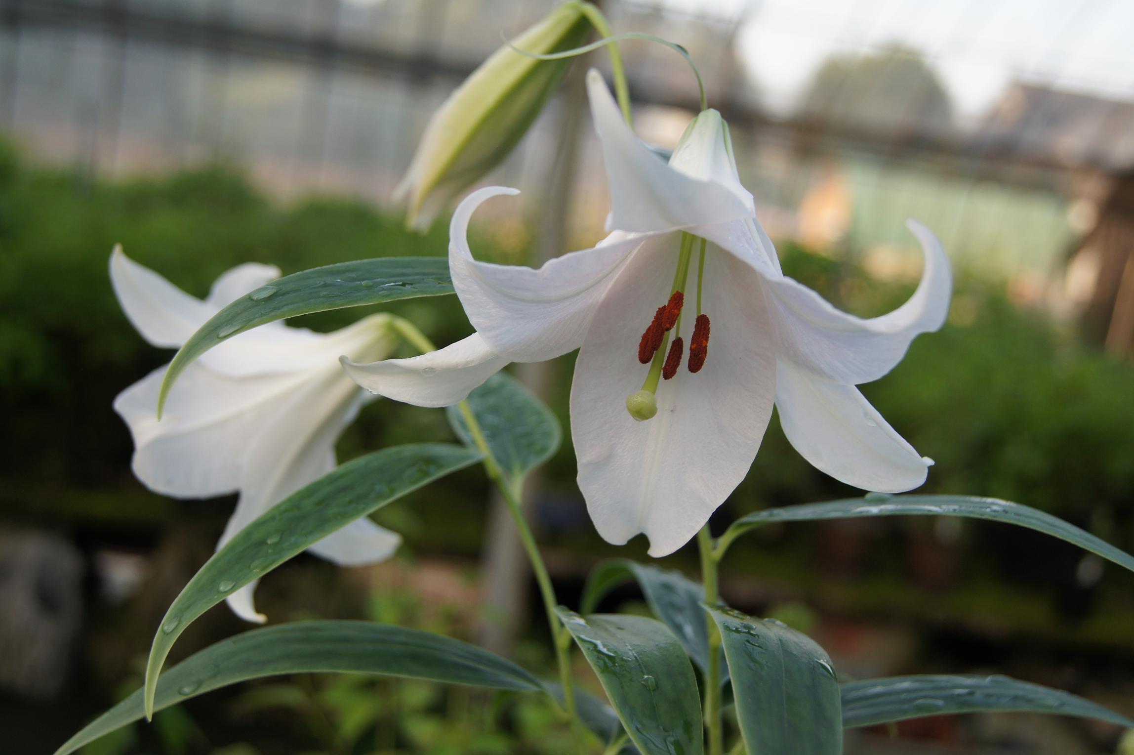 南九NOW 010 日向ササユリ : 南九州植物園