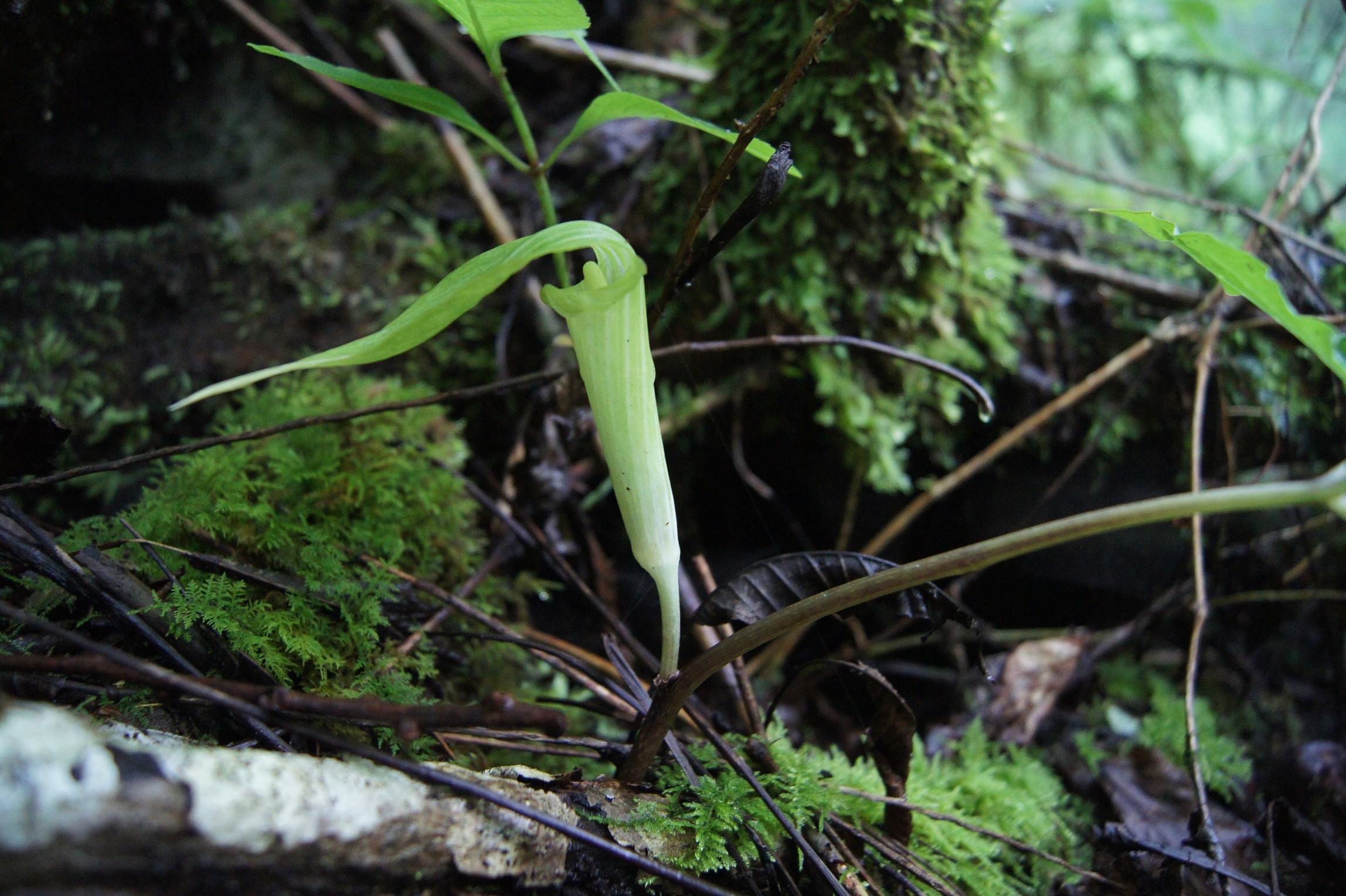 自生地NOW036 ヒュウガヒロハテンナンショウ : 南九州植物園