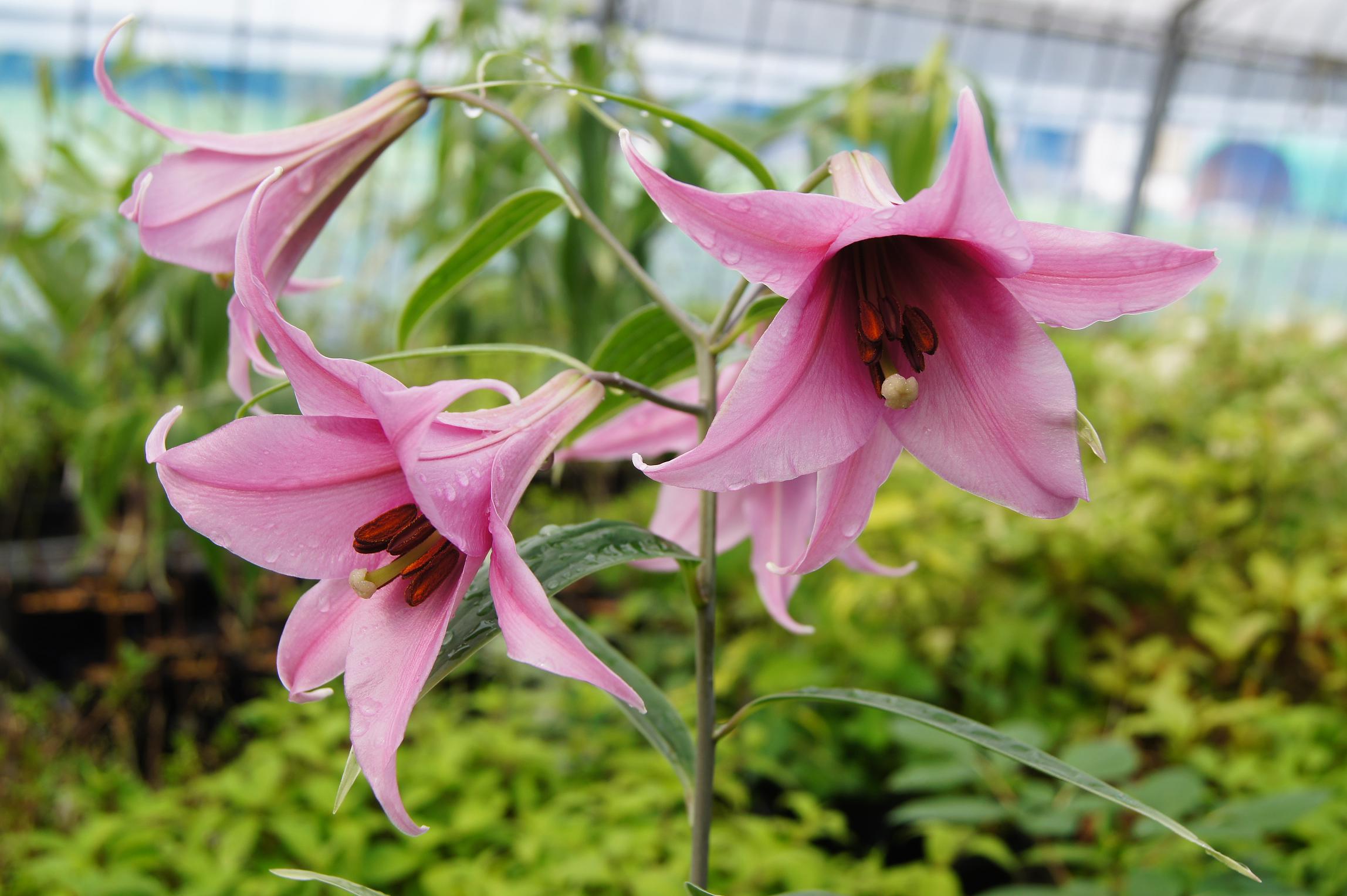 南九NOW 010 日向ササユリ : 南九州植物園