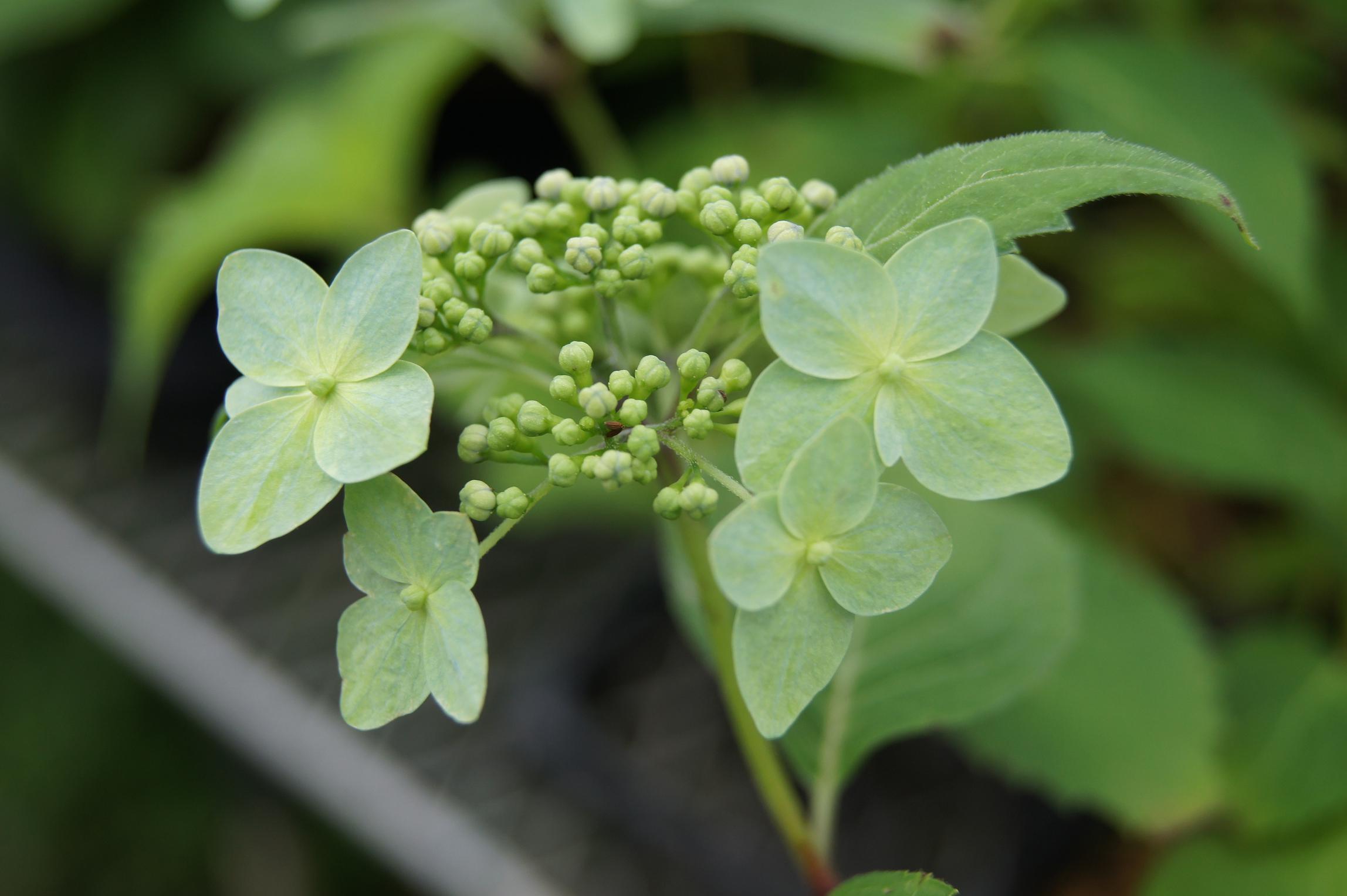 アジサイ名花選 No 029 南九州植物園 アジサイ名花選 No 029 南九州植物園