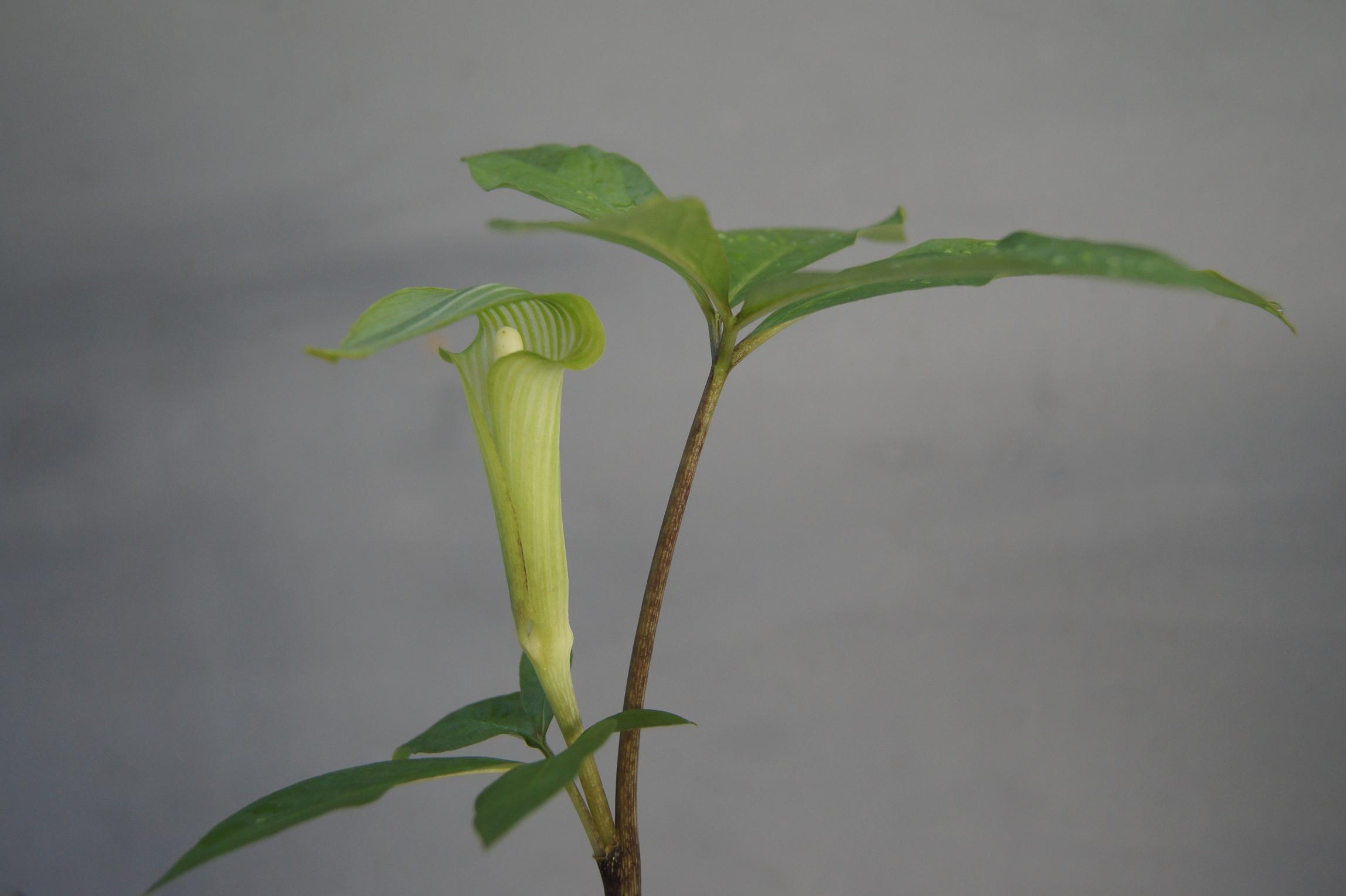 南九NOW 012 ヒュウガヒロハテンナンショウ : 南九州植物園