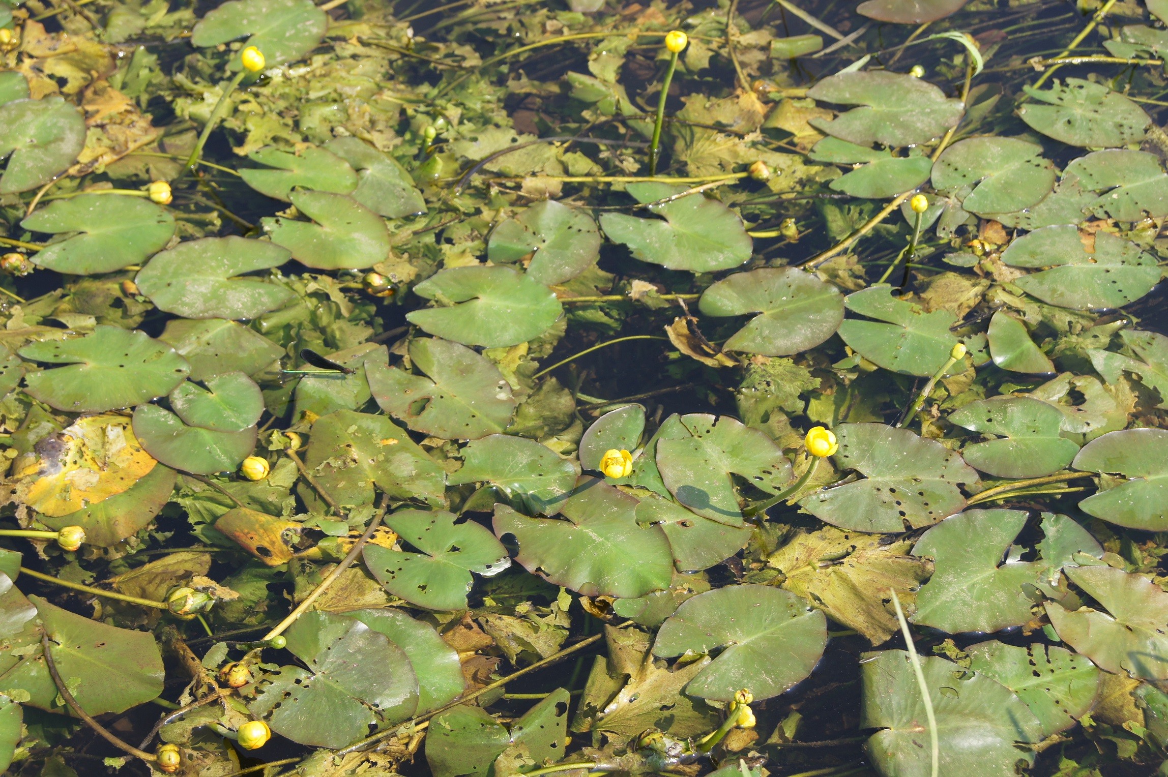 南九州植物園                nankyupg