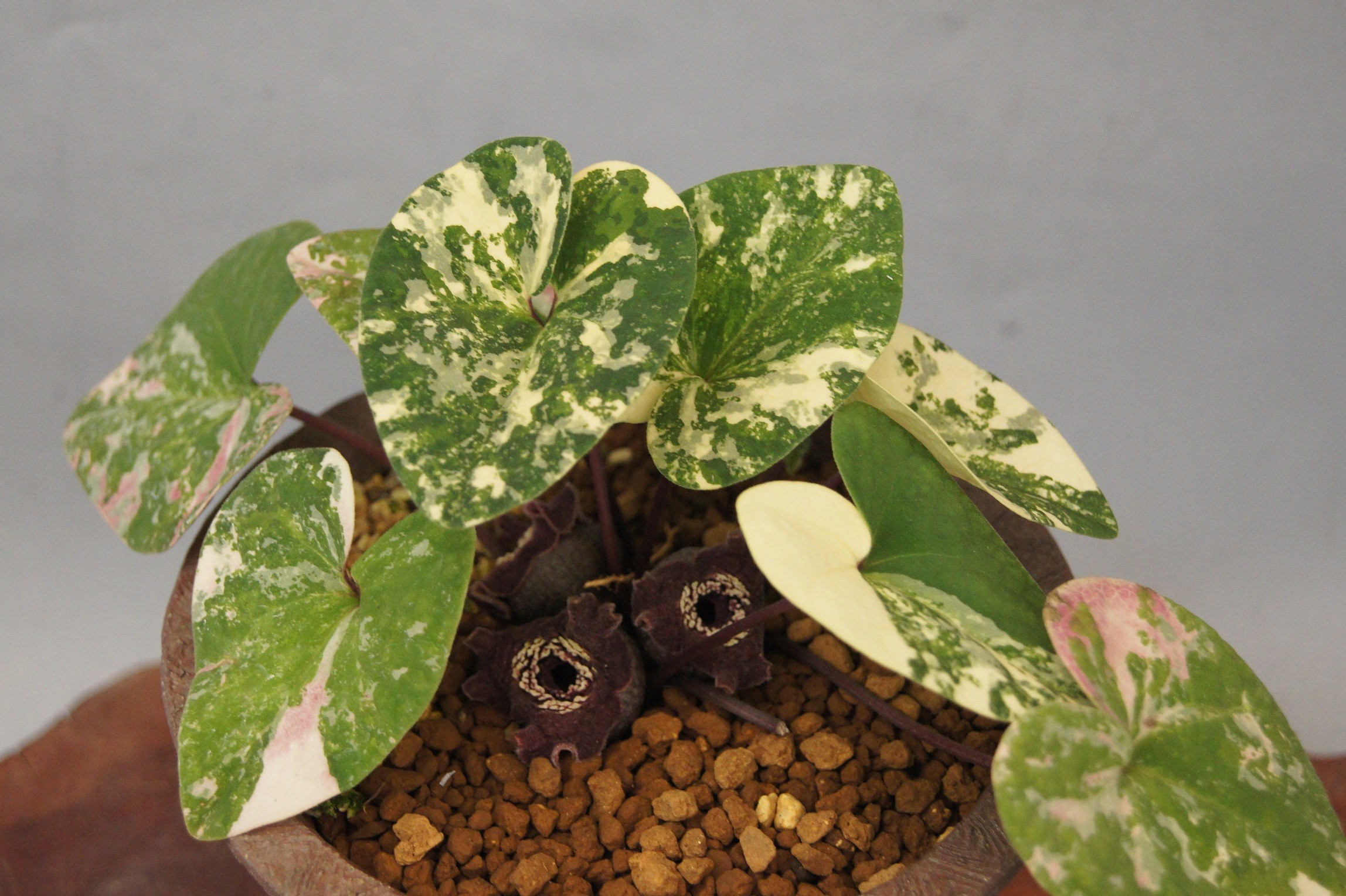 山野草 斑入り カンアオイ タイリンカンアオイ 「福智雲海」銘品 20枚葉！