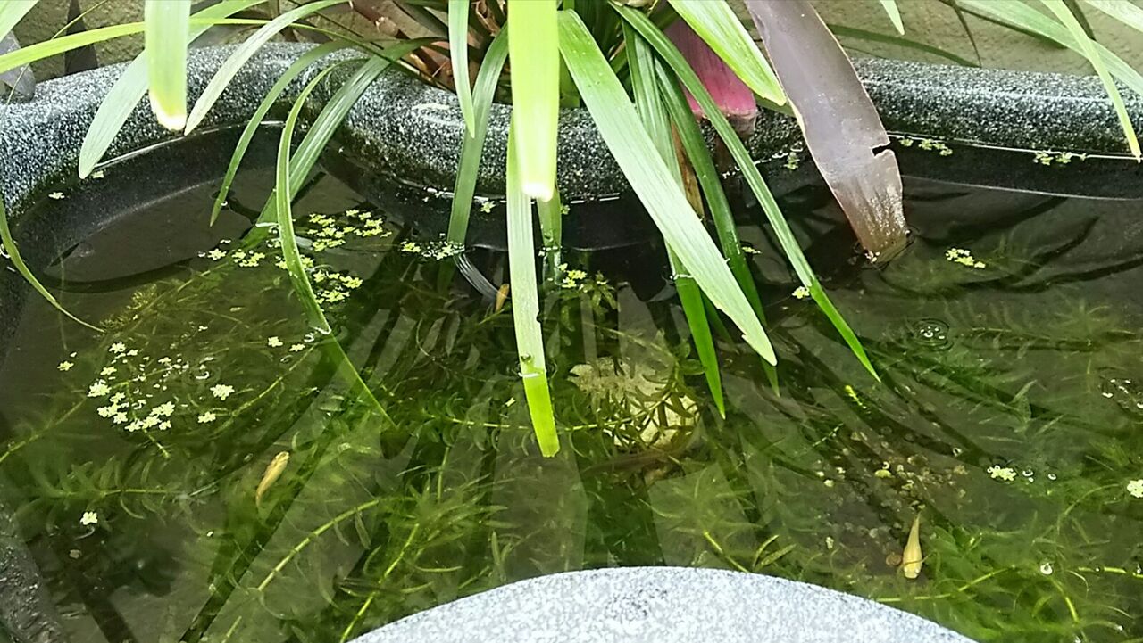 めだか 相模の日々