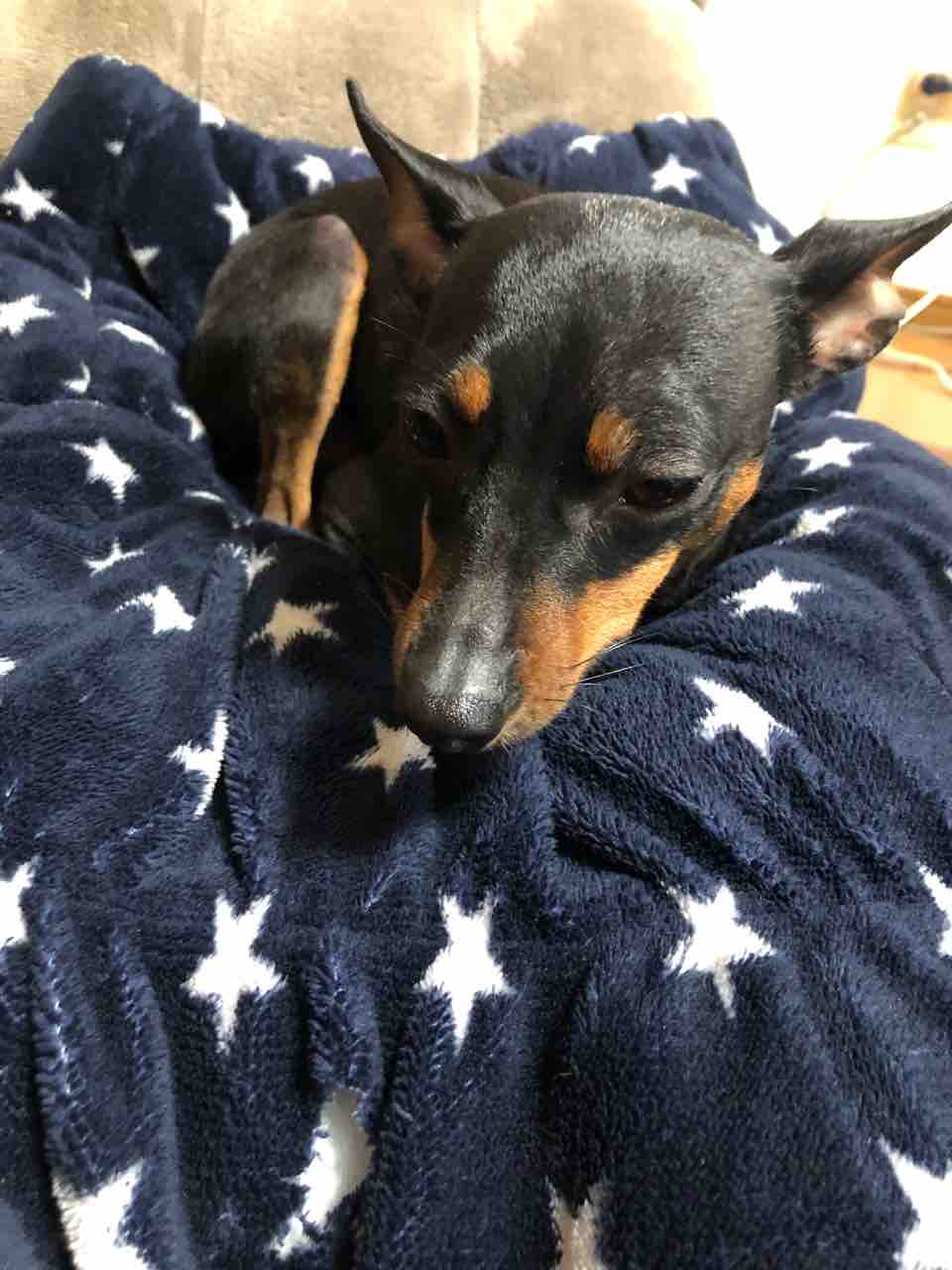しょんぼりあんこ 女いっぴき黒犬ひとり しょんぼりあんこ 女いっぴき黒犬ひとり