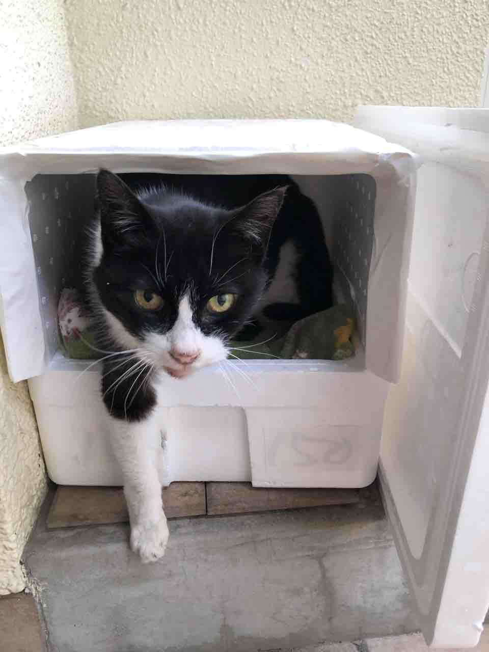 最近のあんことかいぬし 女いっぴき黒犬ひとり