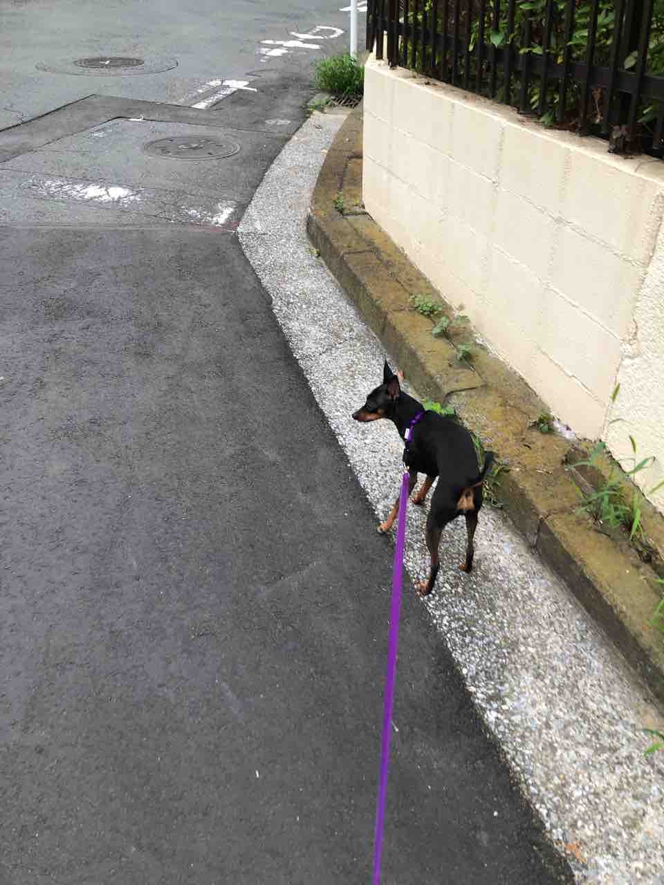 あんこの趣味 女いっぴき黒犬ひとり あんこの趣味 女いっぴき黒犬ひとり