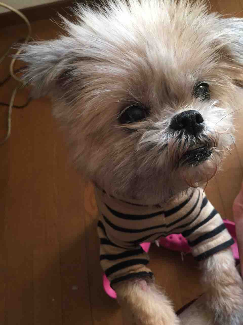 ミニピン 女いっぴき黒犬ひとり ミニピン 女いっぴき黒犬ひとり