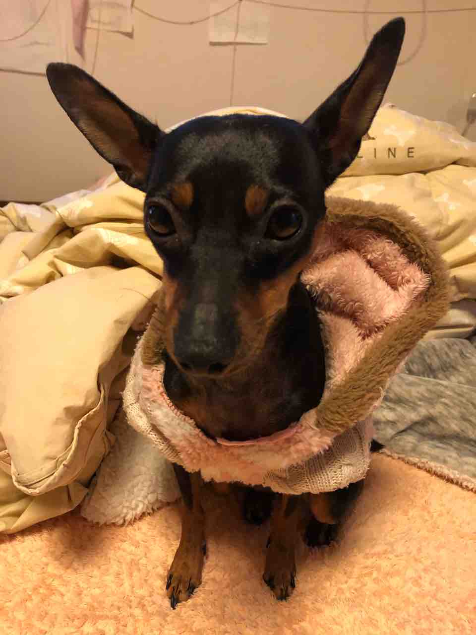 かいぬしの心犬知らず 女いっぴき黒犬ひとり