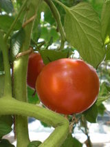 CIMG2704
