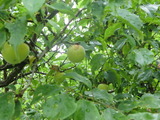 CIMG0542
