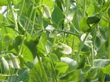 CIMG0210