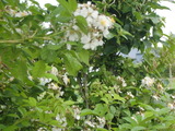 CIMG0994