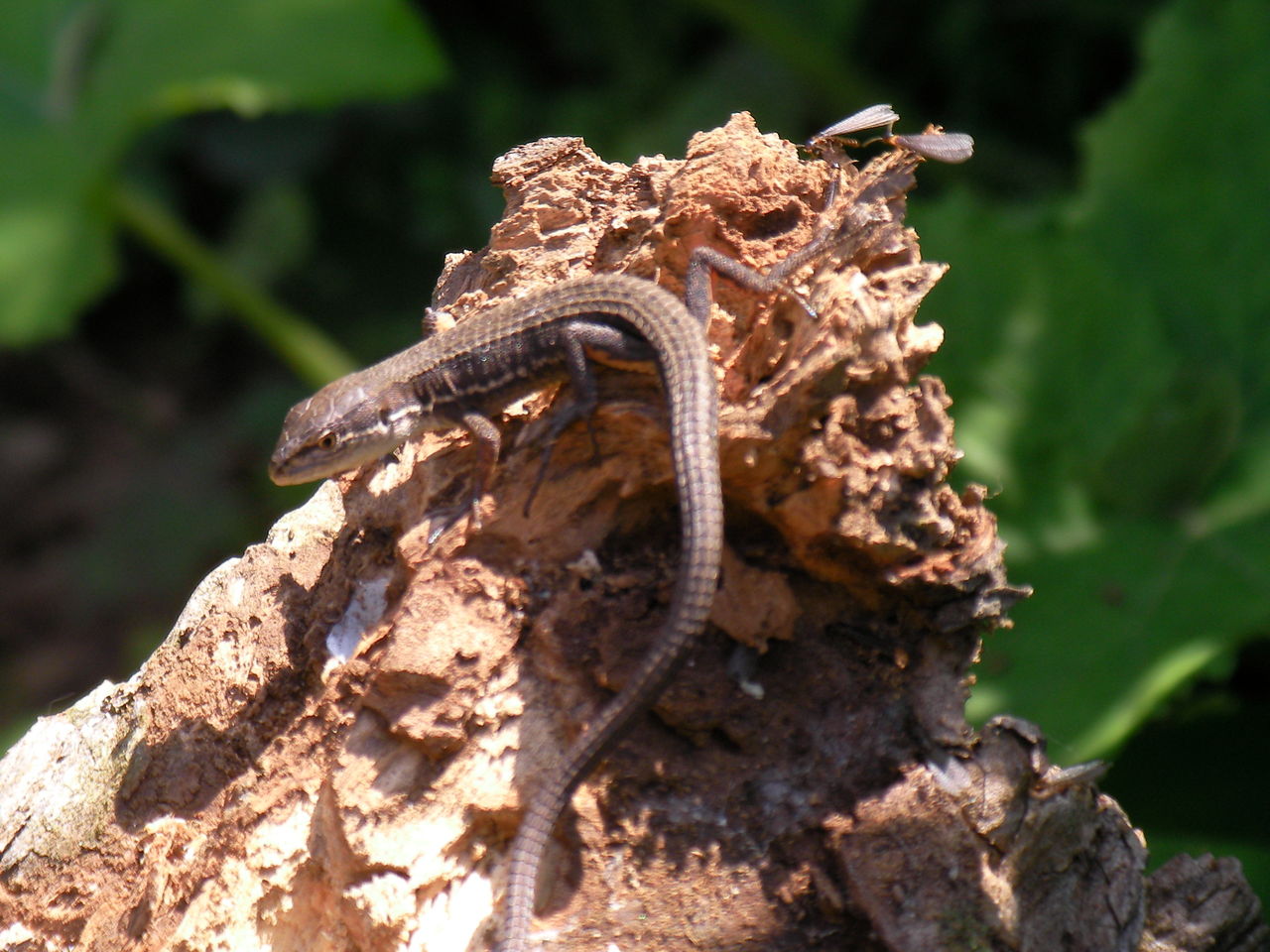 なんてったって芝山