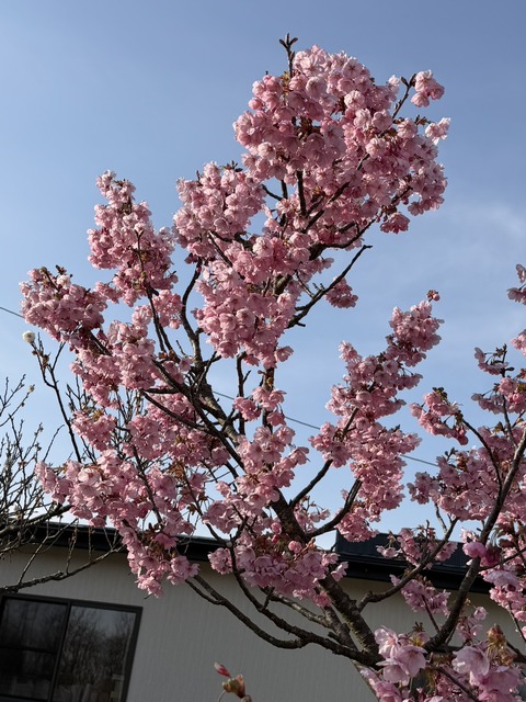 S__4800540_0