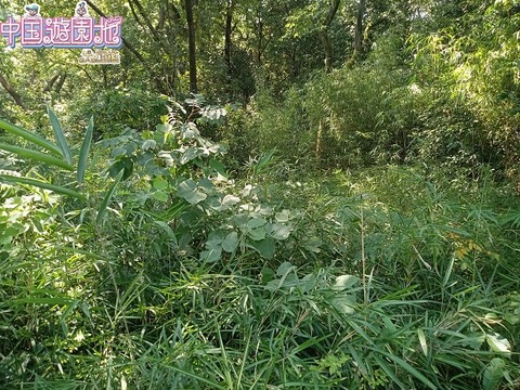 IMG_20240803_133637057_MFNR