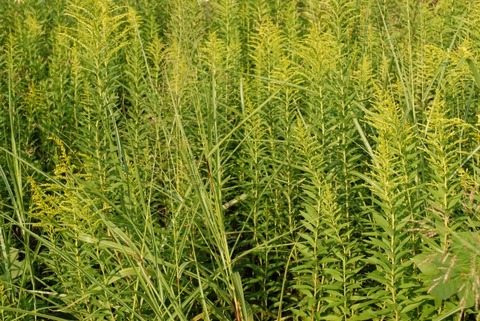 83c82155771455850a2cefaf7012a555_s