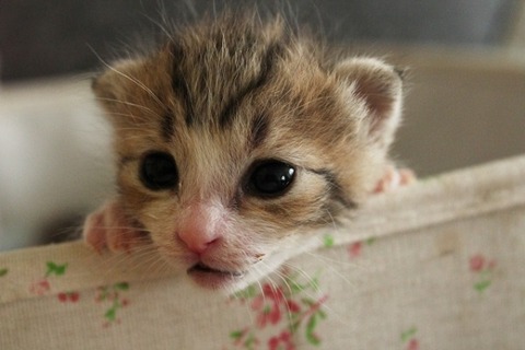 cbae35fd5124f92fb2b1b2904c6854fb_s