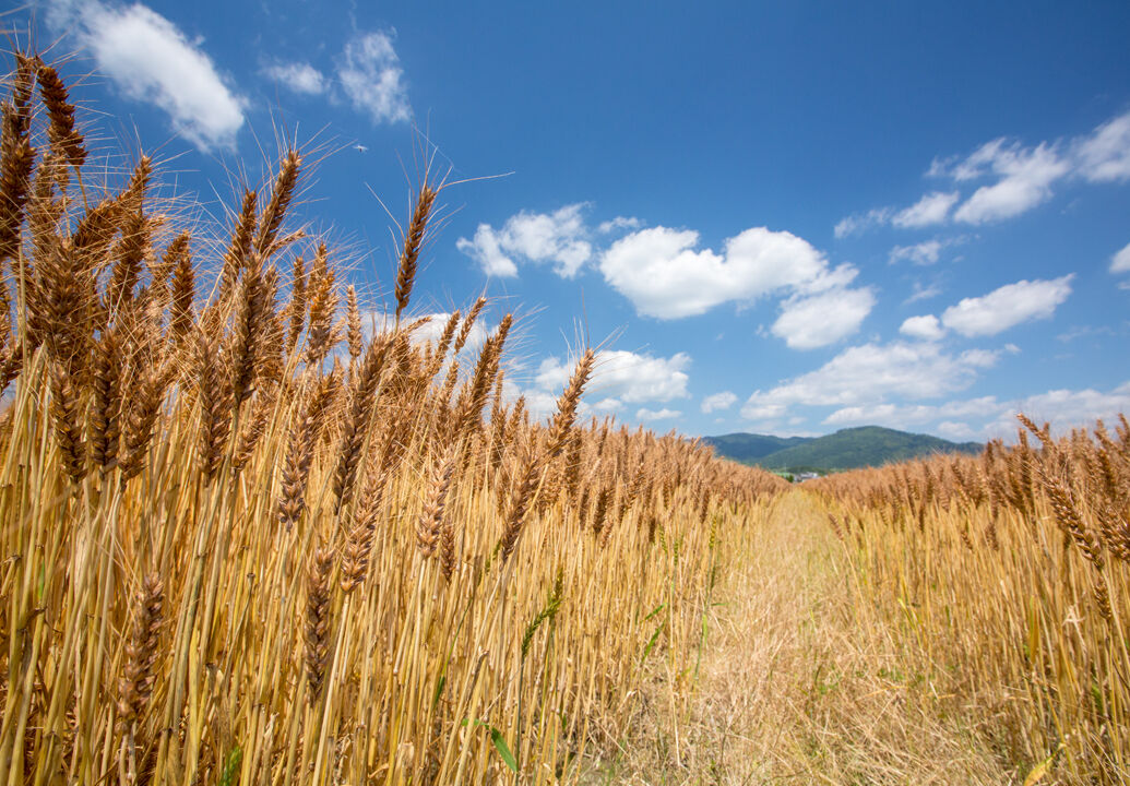 【????】缶ビールもう飲めない？ 北海道の猛暑で「数百円値上げ可能性」の訳