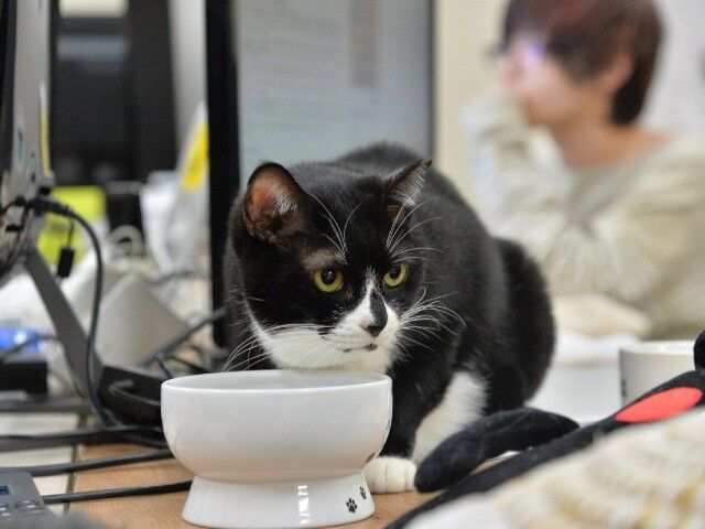 【ネコ】しっかり仕事して！「癒し課ネコ社員の仕事ぶり」
