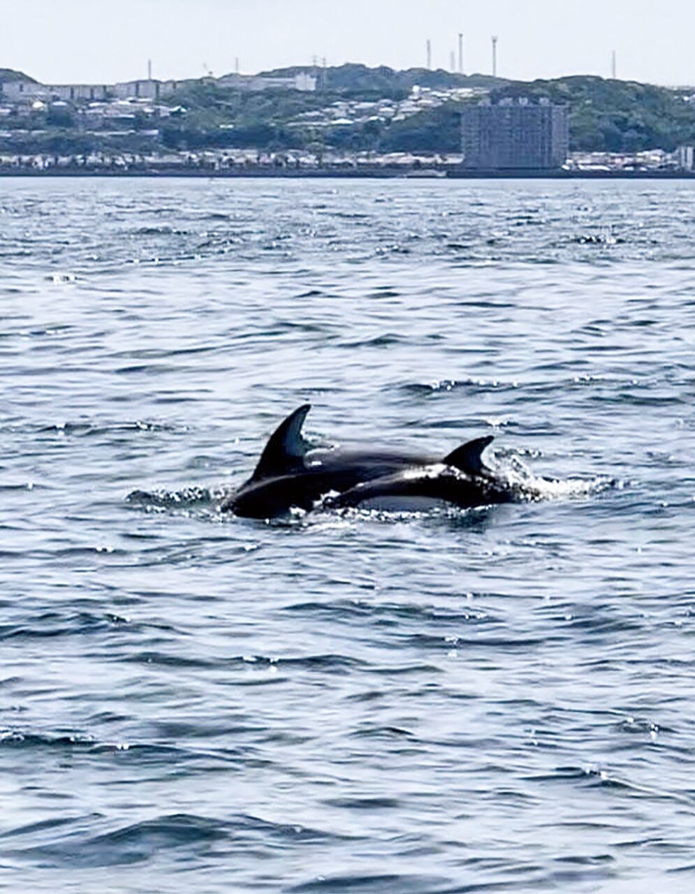【前兆？】「100頭ぐらいいた」トド、クジラに続き今度は東京湾にイルカの大群！