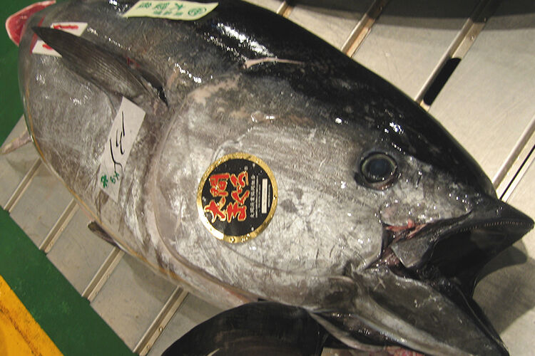 【悲報】大間のマグロ、太平洋のマグロも大間のマグロとしていたことが判明「高く売れるから」