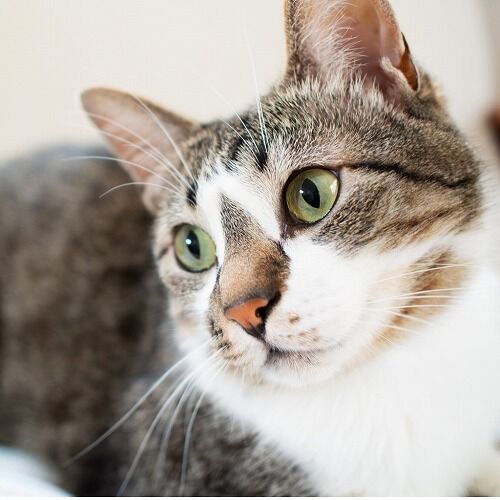 【納得】猫好き女性に聞いた「好きな猫のパーツ」 肉球を上回った1位は人気絶大！