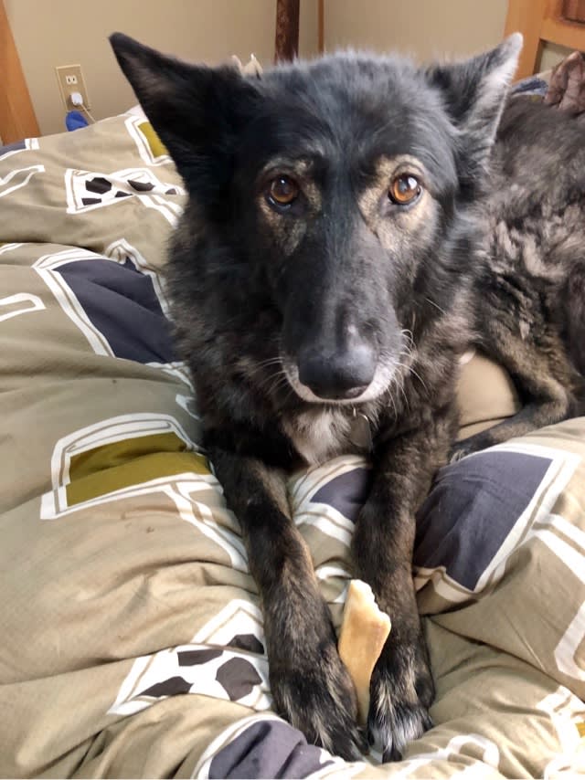リープ シャンプーをする 私の夢と狼犬リープ ウチのナマモノ