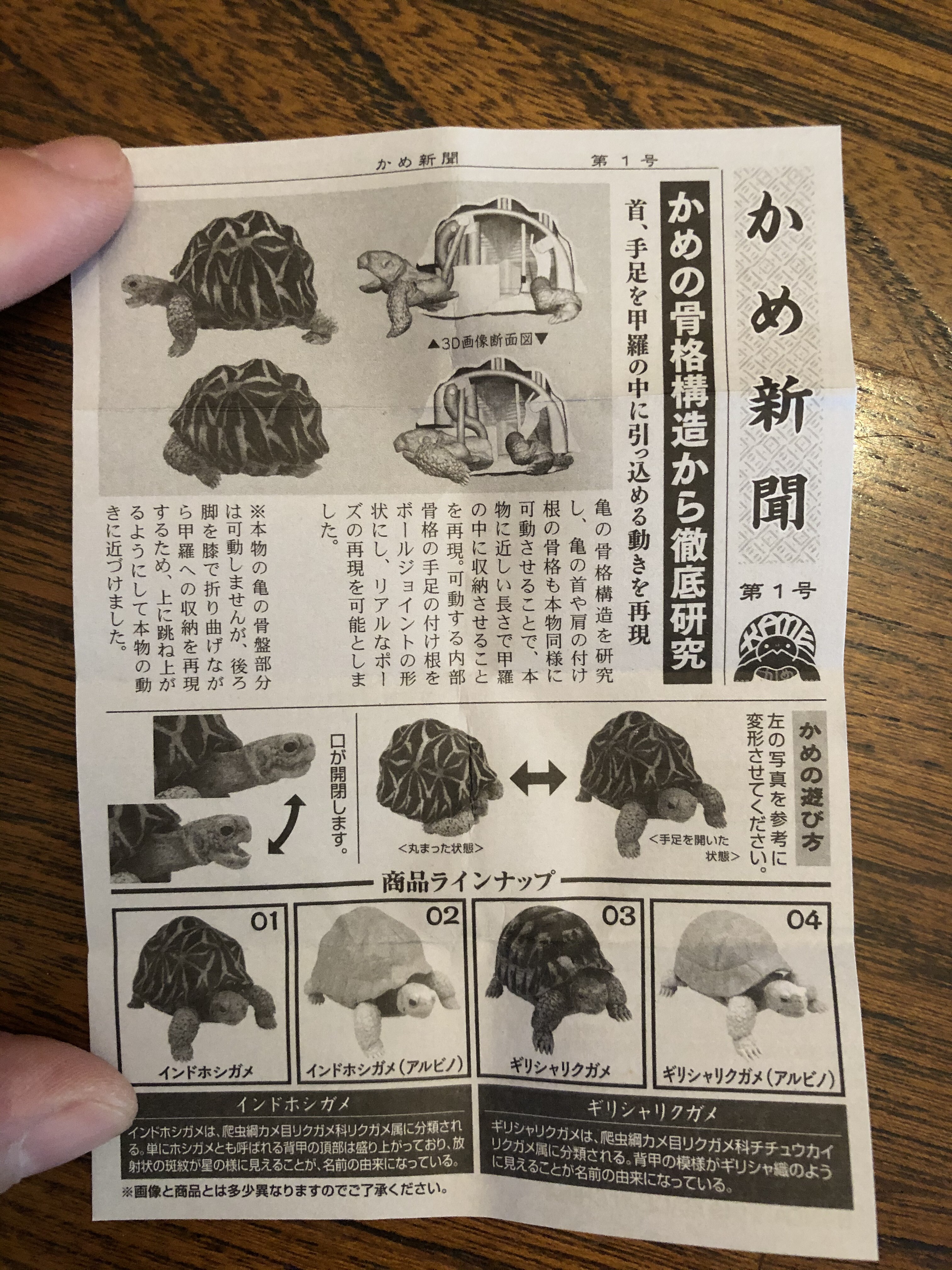 リクガメをお迎え と思ったら ウチのナマモノ リクガメをお迎え と思ったら ウチのナマモノ