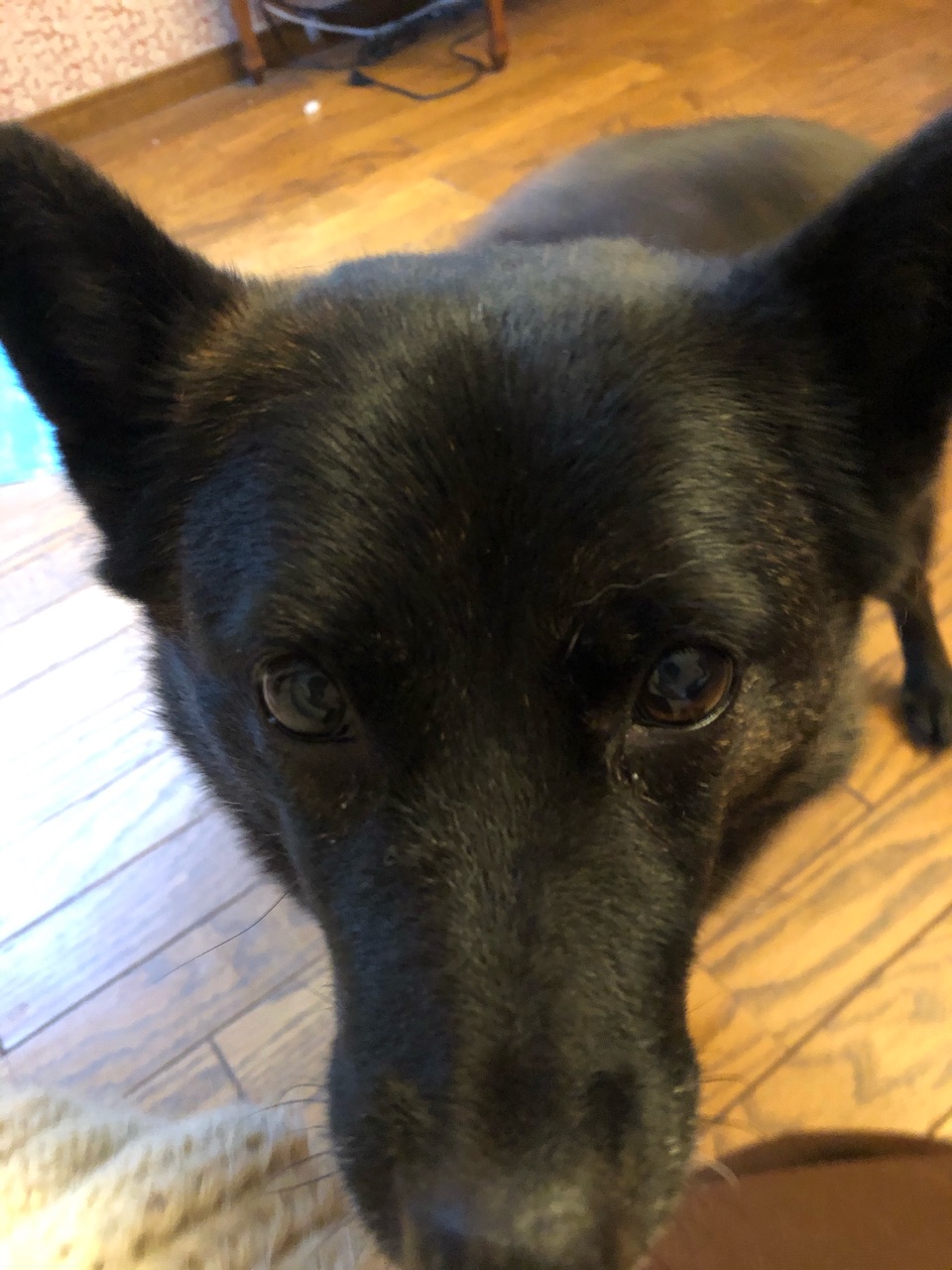 健気系甲斐犬 トラのん 吉沢亮 ウチのナマモノ 健気系甲斐犬 トラのん 吉沢亮 ウチのナマモノ
