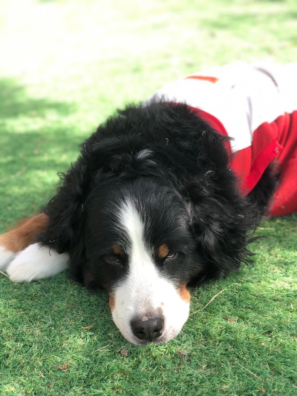 リラックスバーニーズ 動画 お坊ちゃま犬 たち ウチのナマモノ リラックスバーニーズ 動画 お坊ちゃま犬 たち ウチのナマモノ