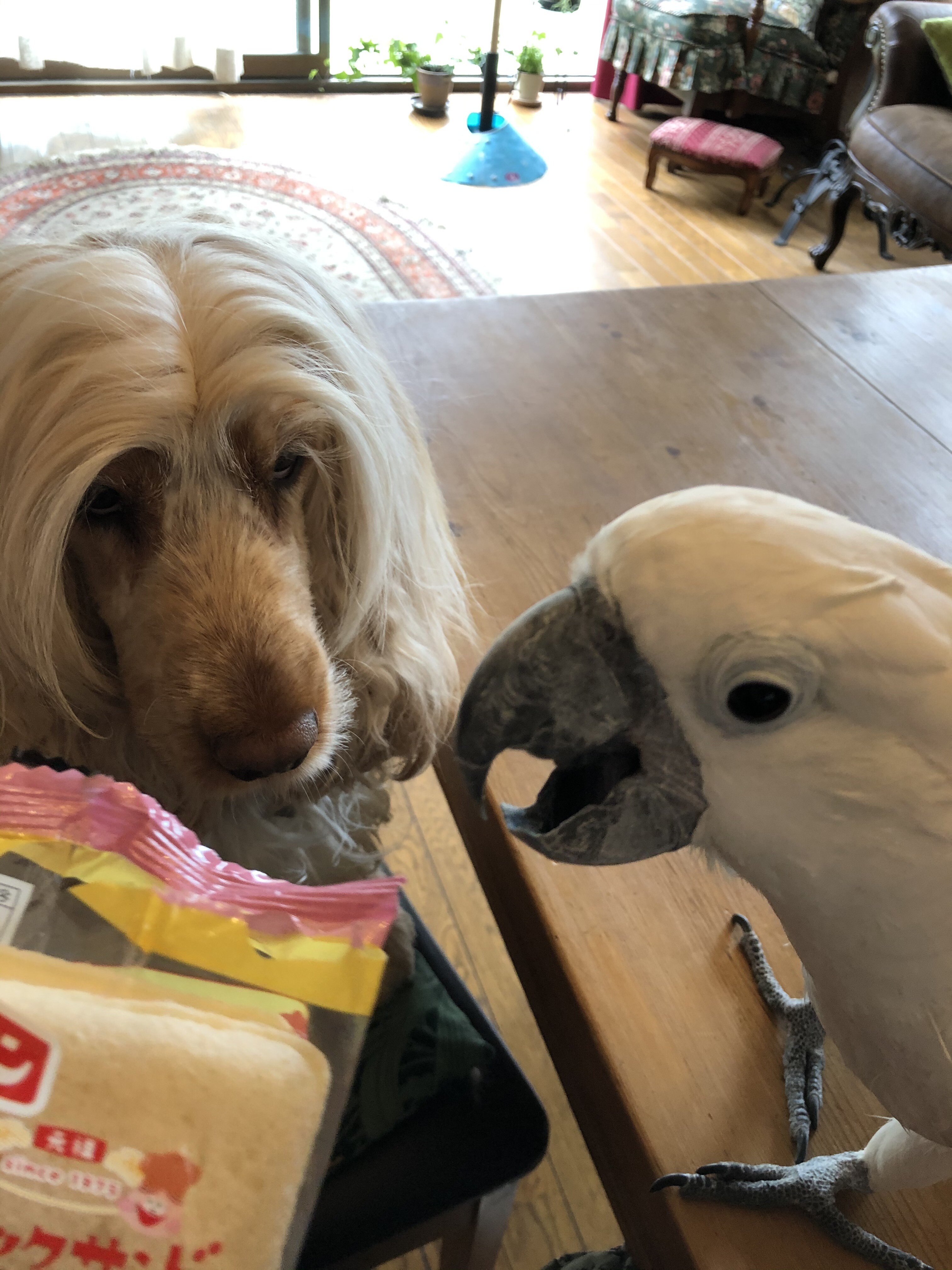 仁ちゃん水浴び後のブランコ スナックサンド続編 ウチのナマモノ