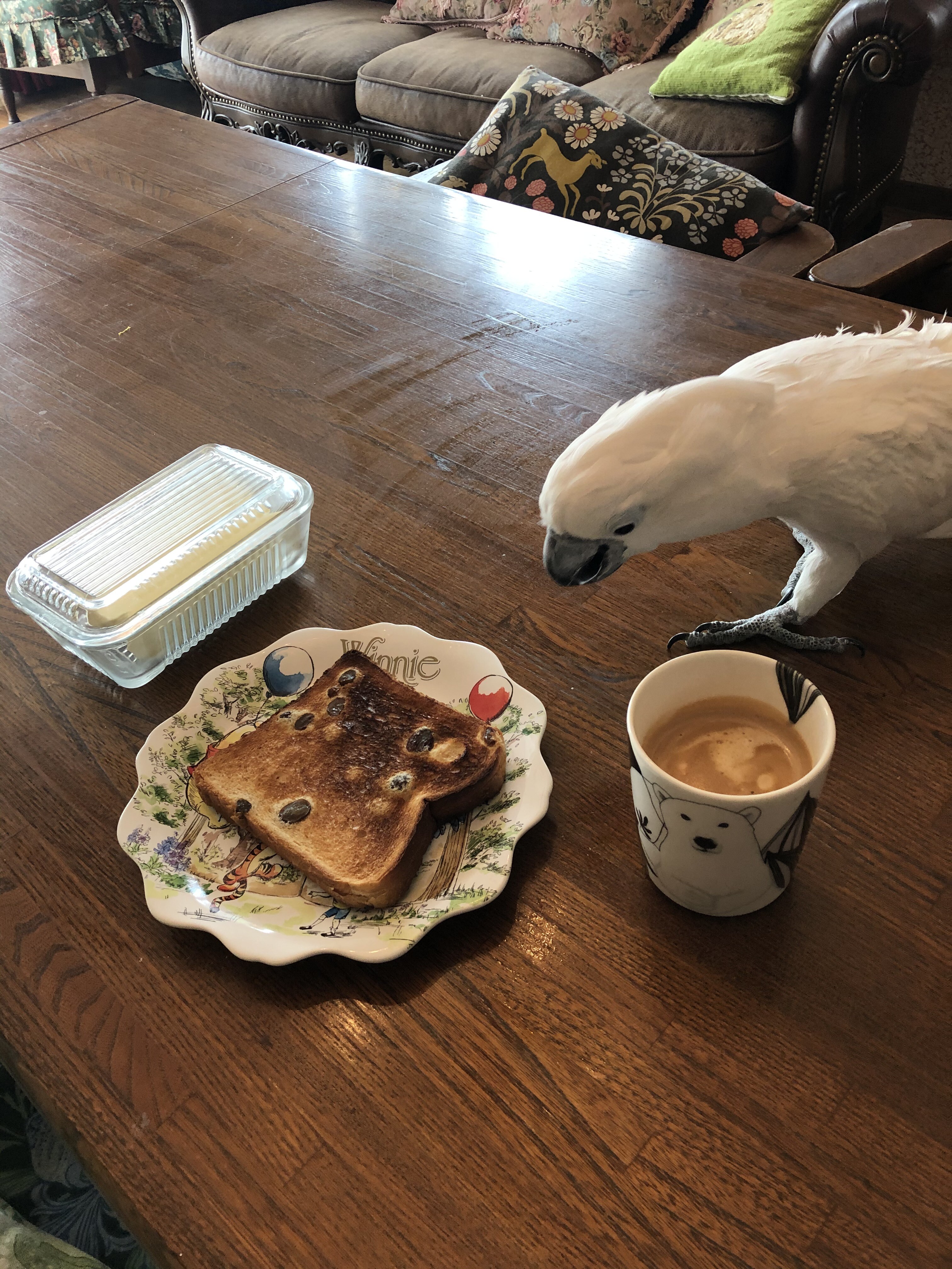 狙われしぶどうパン 犬と鳥にブドウは ウチのナマモノ