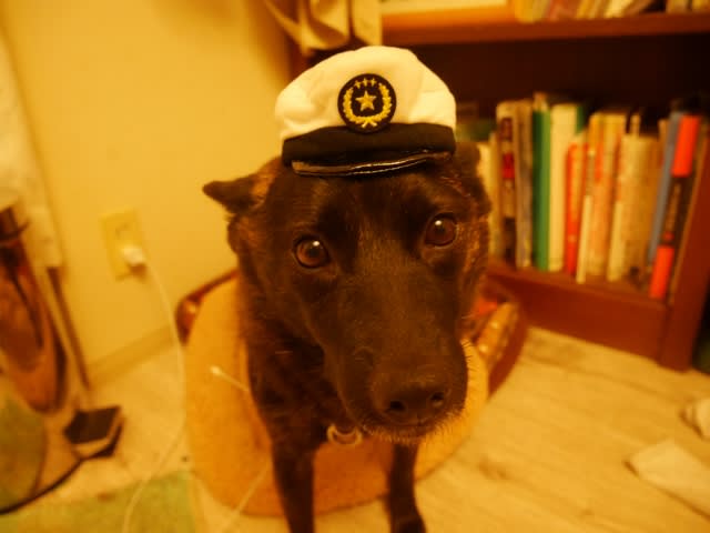 犬のおまわりさん ウチのナマモノ 犬のおまわりさん ウチのナマモノ