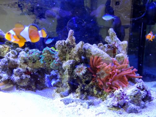 サンゴイソギンチャクが巨大化していくよー ウチのナマモノ