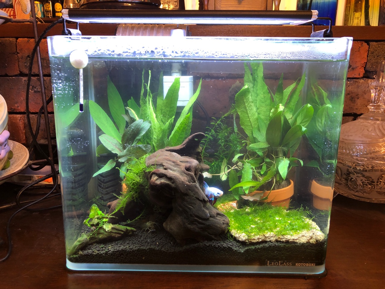 ジュエちゃん水槽にエビ入れました ウチのナマモノ