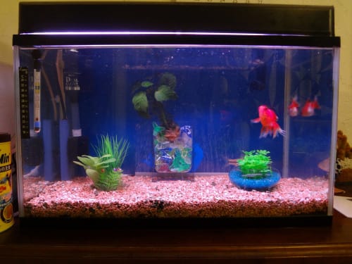 金魚水槽のレイアウト 電球交換 ウチのナマモノ