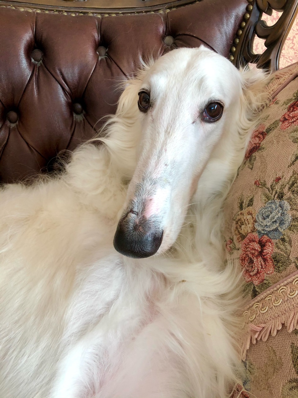 ボルゾイの変顔 山の恵みです いちごのピアス ウチのナマモノ