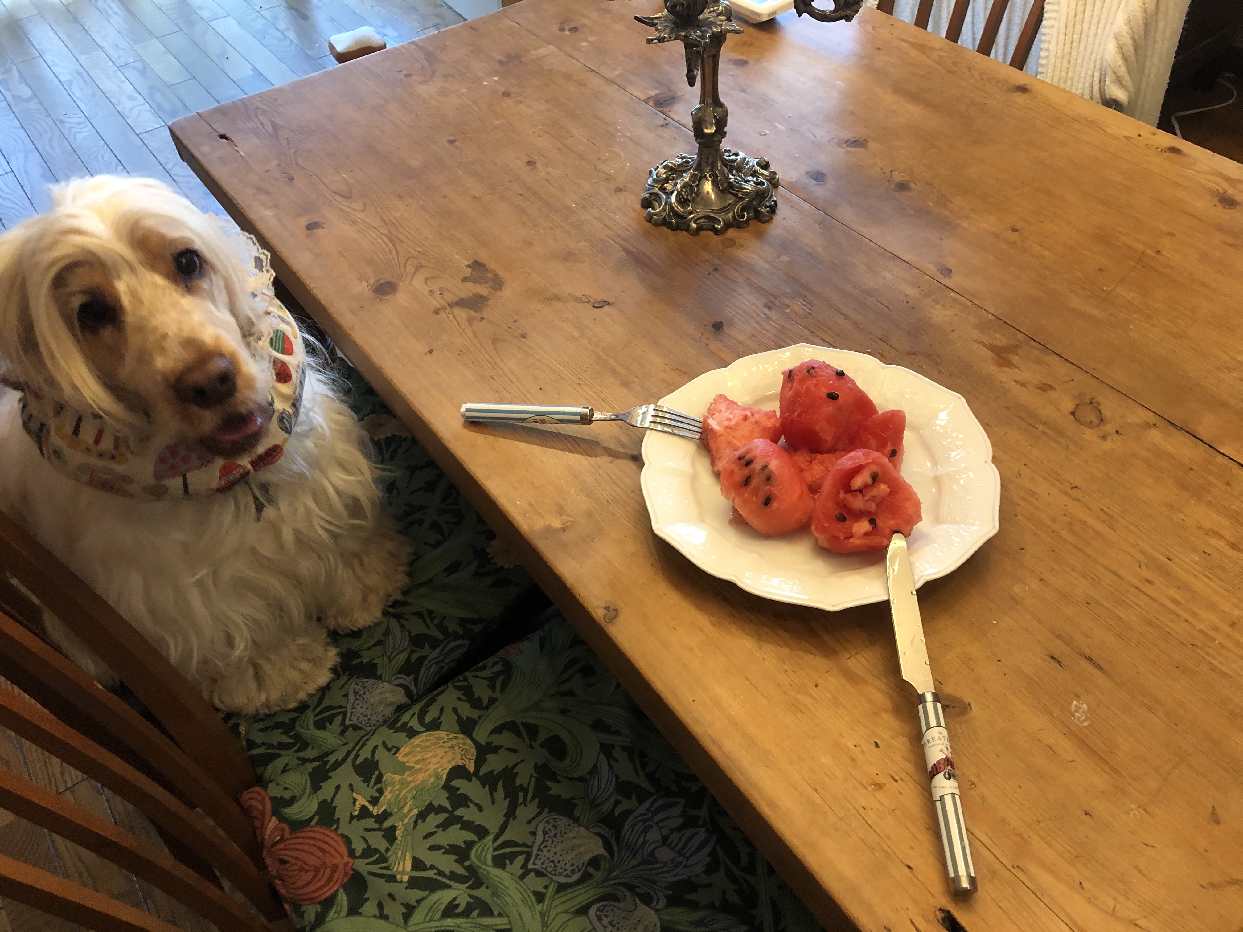 仁ちゃんが初めて果物を食べたよ スイカとリズ ウチのナマモノ 仁ちゃんが初めて果物を食べたよ スイカとリズ ウチのナマモノ